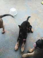 Red, a male German Shepherd Dog for sale in Denver, CO – 1 of 4