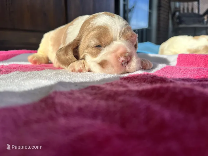 Baby Girl A  – Cocker Spaniel puppy for sale in Trinity, NC