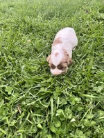 CeCe, a female Cocker Spaniel for sale in Trinity, NC – Photo 2 of 2