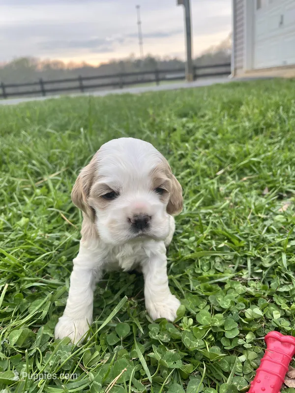 JP – Cocker Spaniel puppy for sale in Trinity, NC