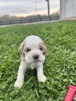 JP, a male Cocker Spaniel for sale in Trinity, NC – 1 of 4