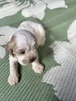 Baby Boy 2 , a male Cocker Spaniel for sale in Trinity, NC – Photo 2 of 2