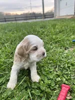 JP, a male Cocker Spaniel for sale in Trinity, NC – 2 of 4