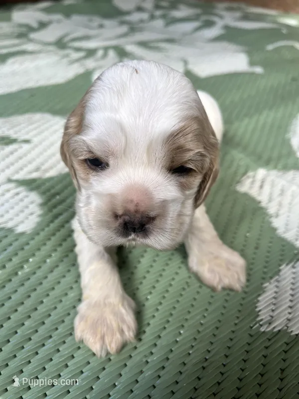 Baby Boy 2  – Cocker Spaniel puppy for sale in Trinity, NC