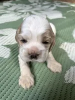 Baby Boy 2 , a male Cocker Spaniel for sale in Trinity, NC – Photo 1 of 2