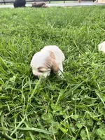 Bitsy , a female Cocker Spaniel for sale in Trinity, NC – Photo 2 of 2