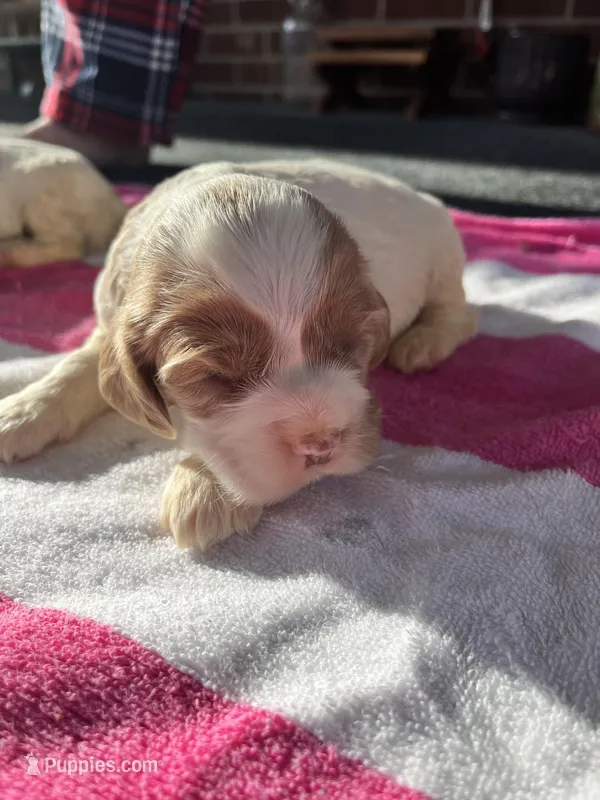 Baby Girl B – Cocker Spaniel puppy for sale in Trinity, NC