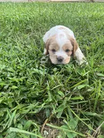 Baby Boy , a male Cocker Spaniel for sale in Trinity, NC – Photo 2 of 2