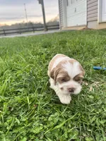 Boxer, a male Cocker Spaniel for sale in Trinity, NC – Photo 2 of 2