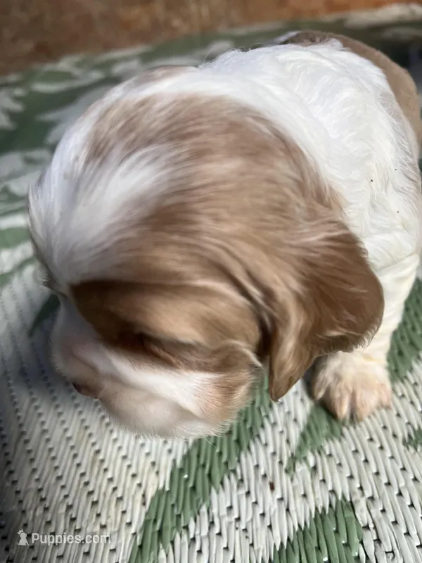 Baby Boy 4 , a male Cocker Spaniel for sale in Trinity, NC – Photo 1 of 1