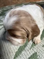 Boxer, a male Cocker Spaniel for sale in Trinity, NC – Photo 1 of 2