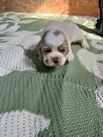 Baby Boy 3 , a male Cocker Spaniel for sale in Trinity, NC – Photo 1 of 2