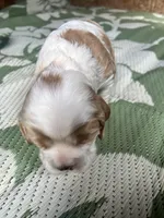 Baby Boy 3 , a male Cocker Spaniel for sale in Trinity, NC – Photo 2 of 2