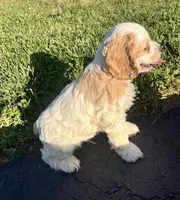 Nugget, a male Cocker Spaniel for sale in Trinity, NC – Photo 2 of 5
