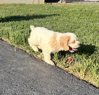 Nugget, a male Cocker Spaniel for sale in Trinity, NC – Photo 3 of 5