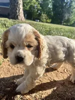 Nugget, a male Cocker Spaniel for sale in Trinity, NC – Photo 1 of 5