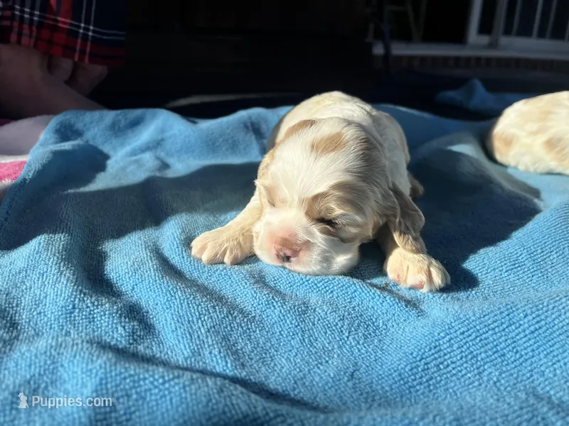 Baby Boy 1 , a male Cocker Spaniel for sale in Trinity, NC – Photo 1 of 1