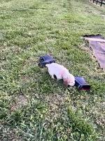 Nugget, a male Cocker Spaniel for sale in Trinity, NC – Photo 4 of 5