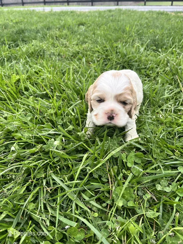 Tee – Cocker Spaniel puppy for sale in Trinity, NC