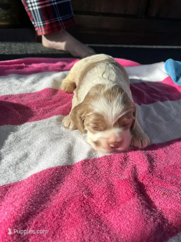Baby Girl C – Cocker Spaniel puppy for sale in Trinity, NC