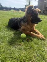 Roxy, a female German Shepherd Dog for sale in Vancouver, WA – Photo 8 of 8