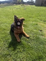 Roxy, a female German Shepherd Dog for sale in Vancouver, WA – Photo 5 of 8