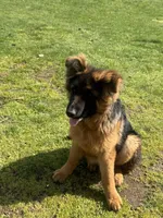 Roxy, a female German Shepherd Dog for sale in Vancouver, WA – Photo 4 of 8