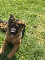 Roxy, a female German Shepherd Dog for sale in Vancouver, WA – Photo 2 of 8