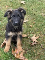 Roxy, a female German Shepherd Dog for sale in Vancouver, WA – Photo 3 of 4