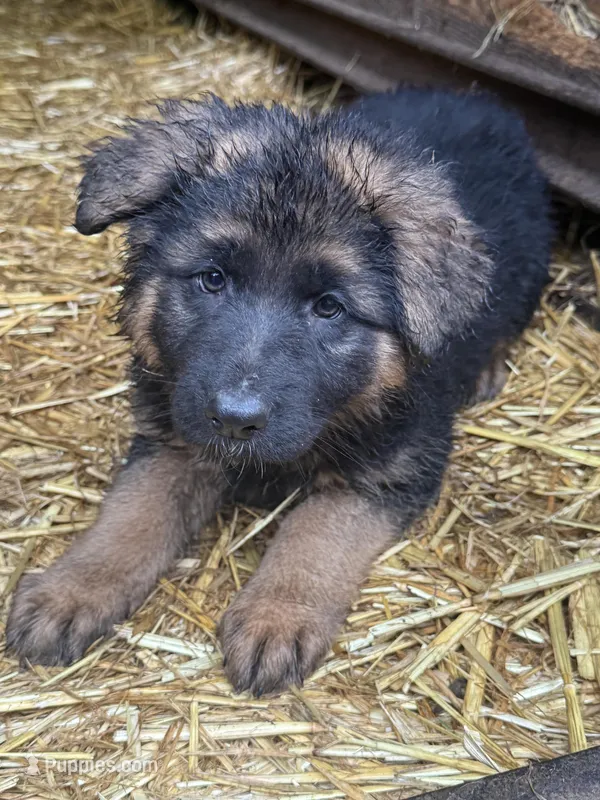 Roxy – German Shepherd Dog puppy for sale in Vancouver, WA