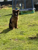 Roxy, a female German Shepherd Dog for sale in Vancouver, WA – Photo 3 of 8