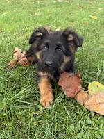 Roxy, a female German Shepherd Dog for sale in Vancouver, WA – Photo 4 of 4