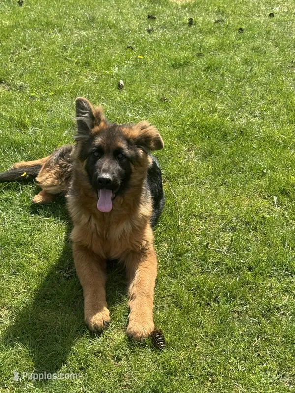 Roxy – German Shepherd Dog puppy for sale in Vancouver, WA