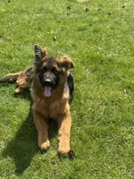 Roxy, a female German Shepherd Dog for sale in Vancouver, WA – Photo 1 of 8