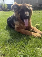 Roxy, a female German Shepherd Dog for sale in Vancouver, WA – Photo 7 of 8