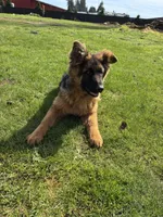 Roxy, a female German Shepherd Dog for sale in Vancouver, WA – Photo 6 of 8