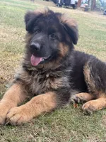 Rocky , a male German Shepherd Dog for sale in Vancouver, WA – Photo 3 of 3