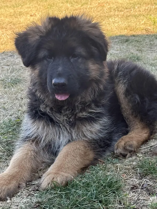 Rocky  – German Shepherd Dog puppy for sale in Vancouver, WA