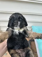 Toffee AKC, a male Cocker Spaniel for sale in Derwood, MD – 2 of 2