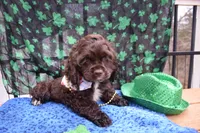 Katty AKC, a female Cocker Spaniel for sale in Bethesda, MD – Photo 1 of 3