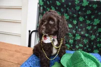 Katty AKC, a female Cocker Spaniel for sale in Bethesda, MD – Photo 2 of 3