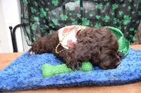 Katty AKC, a female Cocker Spaniel for sale in Bethesda, MD – Photo 3 of 3