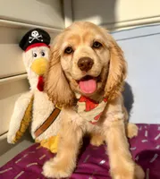 Scooby-Doo, a male Cocker Spaniel for sale in Derwood, MD – 1 of 3