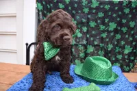 Cody AKC, a male Cocker Spaniel for sale in Bethesda, MD – Photo 2 of 3