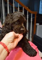 Pappermint AKC, a male Cocker Spaniel for sale in Bethesda, MD – Photo 2 of 3