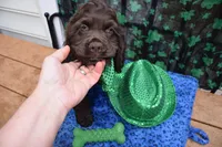 Cody AKC, a male Cocker Spaniel for sale in Bethesda, MD – Photo 1 of 3