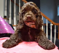 Pappermint AKC, a male Cocker Spaniel for sale in Bethesda, MD – Photo 1 of 3