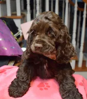 Pappermint AKC, a male Cocker Spaniel for sale in Bethesda, MD – Photo 3 of 3