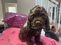 Teddy, a male Cocker Spaniel for sale in Bethesda, MD – Photo 4 of 4