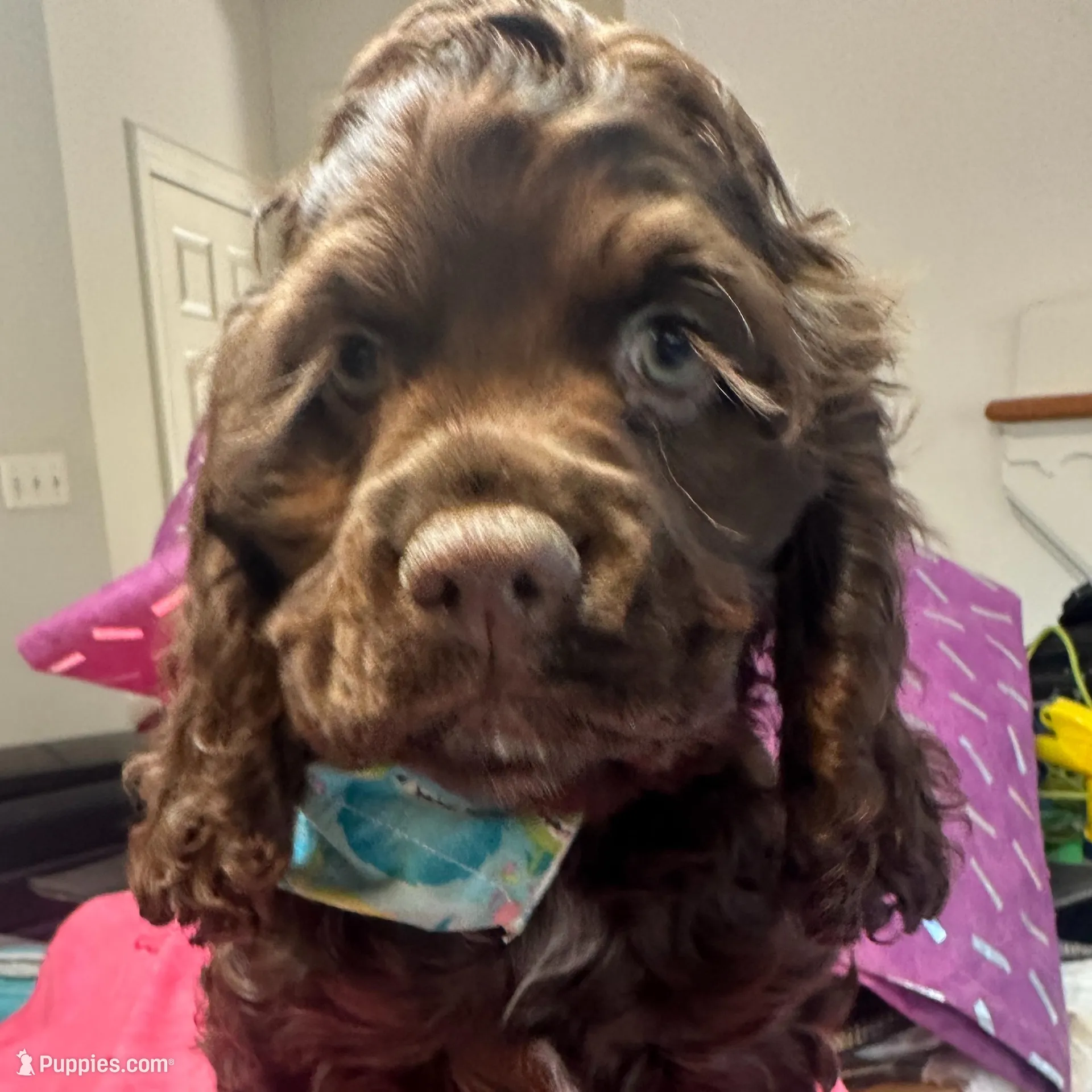 Teddy, a male Cocker Spaniel for sale in Bethesda, MD – Photo 3 of 4